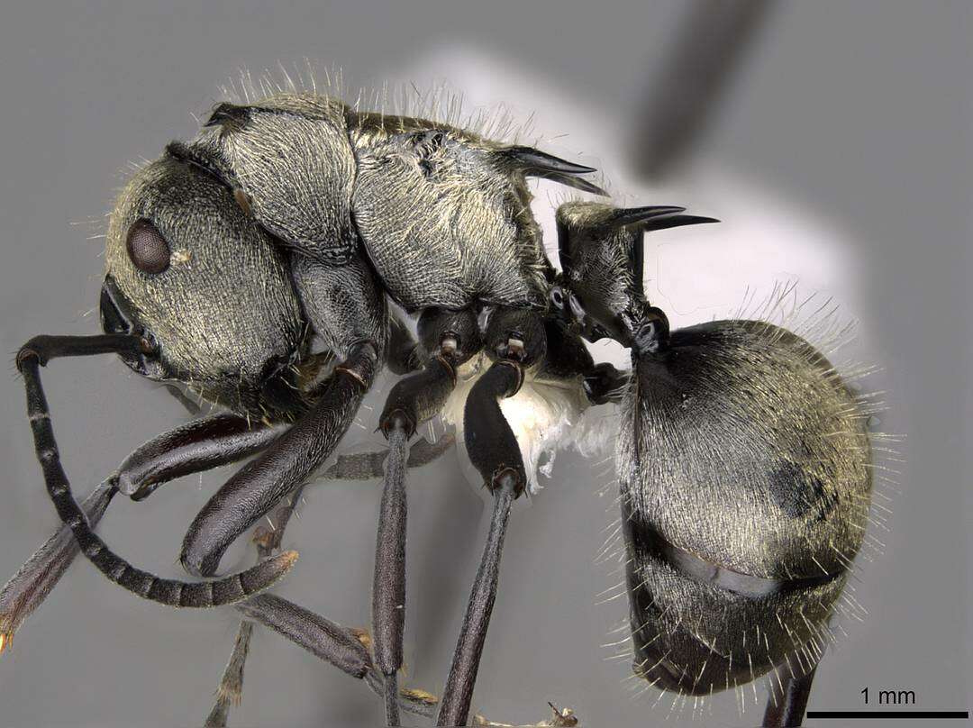 Image de Polyrhachis cupreata Emery 1895