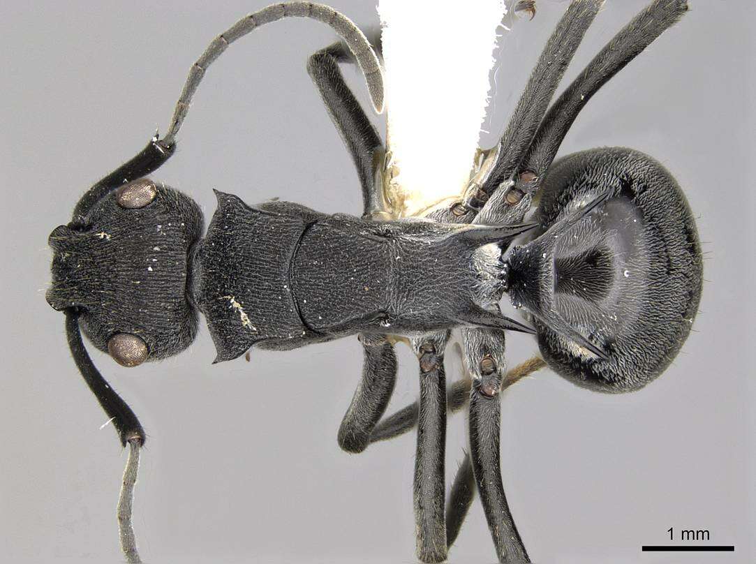 Image of Polyrhachis sokolova Forel 1902