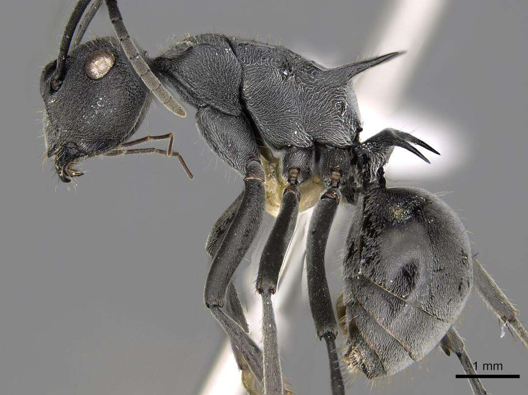 Image of Polyrhachis sokolova Forel 1902