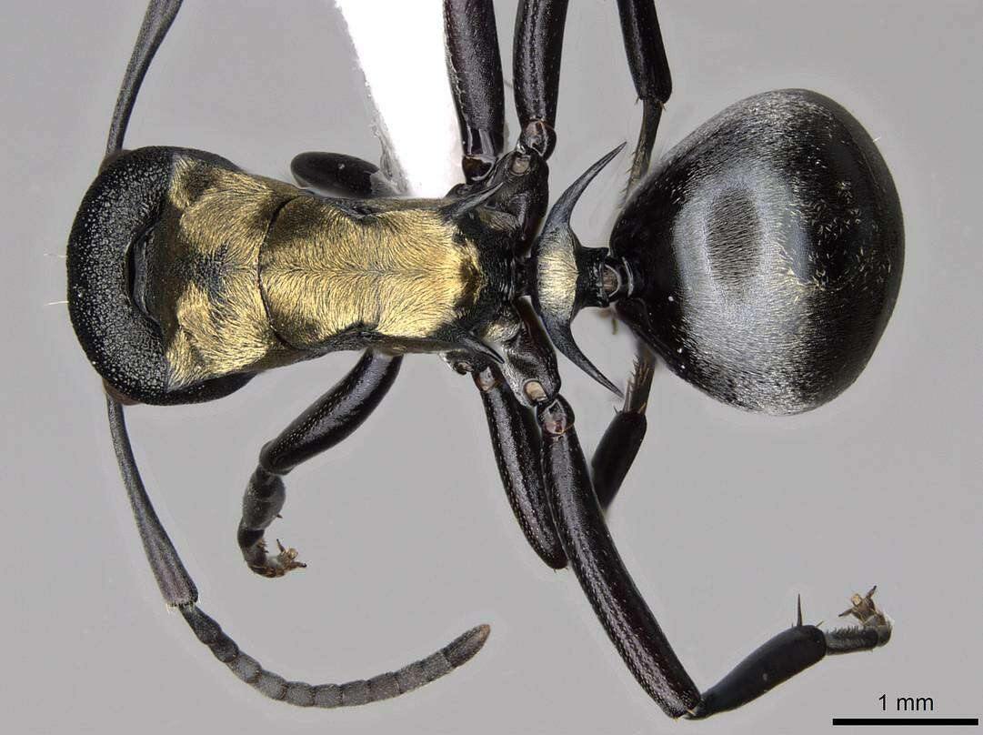 Image of Polyrhachis ornata Mayr 1876