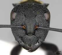 صورة Polyrhachis ornata Mayr 1876