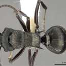 Image de Polyrhachis mjobergi Forel 1915