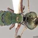 Image of Polyrhachis hookeri Lowne 1865