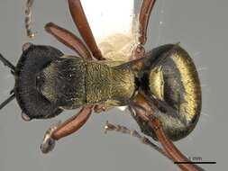 صورة Polyrhachis rufifemur Forel 1907