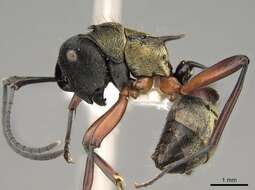 صورة Polyrhachis rufifemur Forel 1907