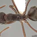 Image of Polyrhachis viehmeyeri Emery 1921