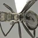 Image of Polyrhachis concava Andre 1889