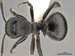 صورة Polyrhachis decemdentata Andre 1889