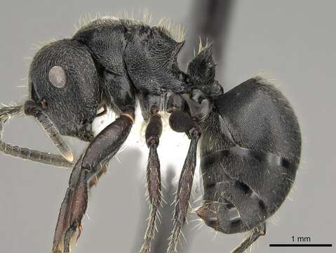 صورة Polyrhachis decemdentata Andre 1889