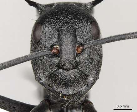 Image of Polyrhachis