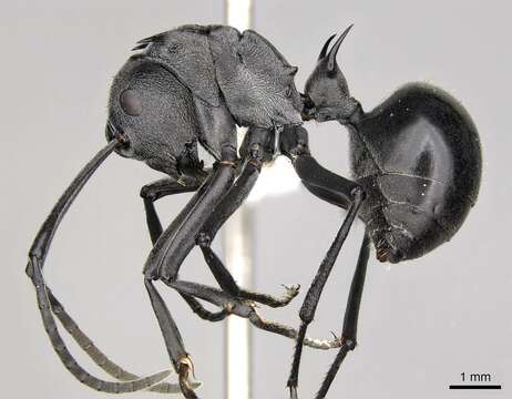 Image of Spiny Ants