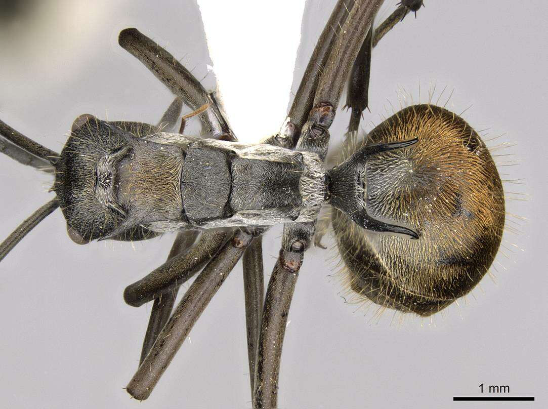 Plancia ëd Polyrhachis laboriosa Smith 1858