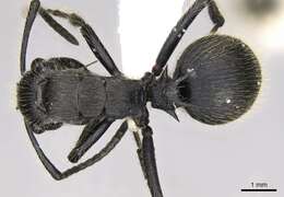 Image of Polyrhachis latispina Emery 1925