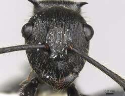 صورة Polyrhachis latispina Emery 1925