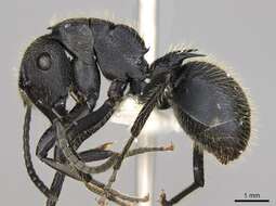 صورة Polyrhachis latispina Emery 1925