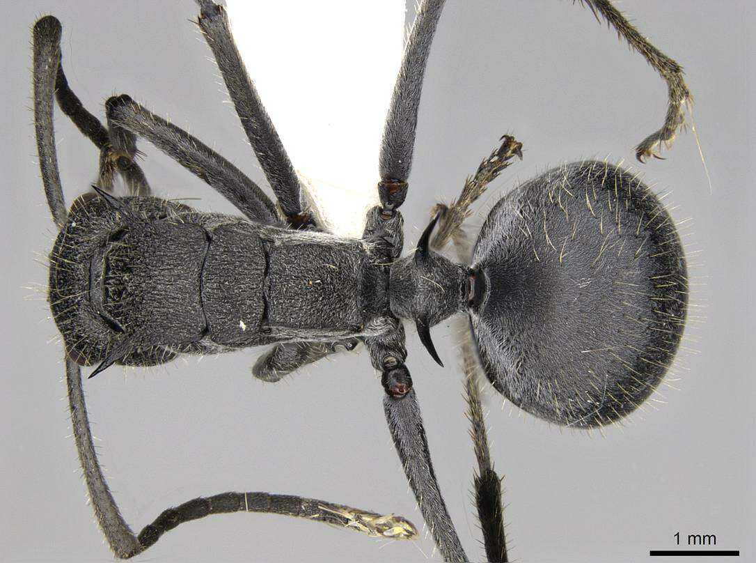 Image of Polyrhachis schistacea (Gerstaecker 1859)