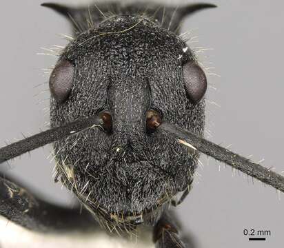 Image of Polyrhachis schistacea (Gerstaecker 1859)