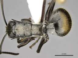 صورة Polyrhachis militaris (Fabricius 1782)