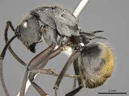 صورة Polyrhachis militaris (Fabricius 1782)