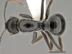 Image of Polyrhachis khepra Bolton 1973