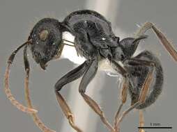 Image of Polyrhachis khepra Bolton 1973