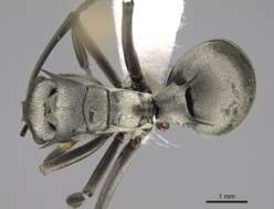 Image of Polyrhachis schlueteri Forel 1886