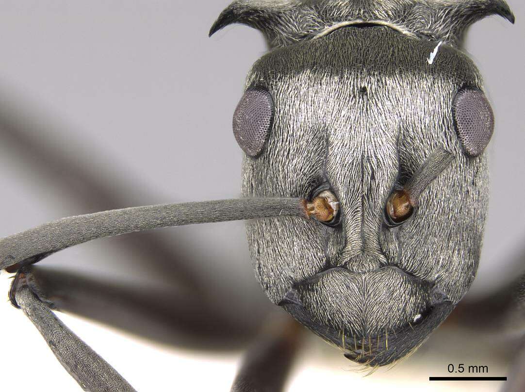 Image of Polyrhachis schlueteri Forel 1886