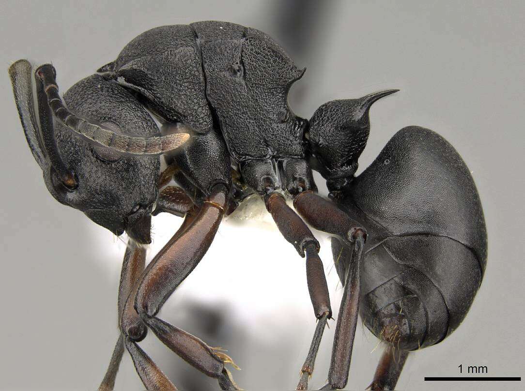 Plancia ëd Polyrhachis spinicola Forel 1894