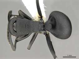 Image of Polyrhachis viscosa Smith 1858