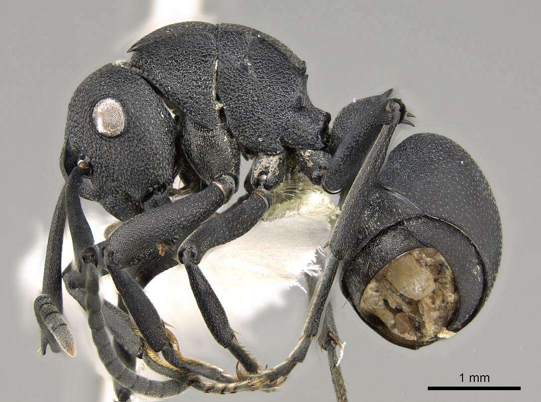 Image of Polyrhachis viscosa Smith 1858