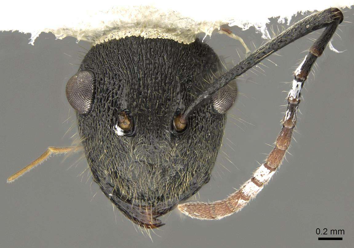 Image of Polyrhachis volkarti Forel 1916