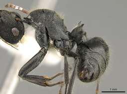 Image of Polyrhachis volkarti Forel 1916