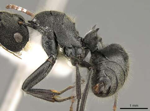 Image de Polyrhachis volkarti Forel 1916