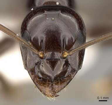 Слика од Prolasius depressiceps (Emery 1914)