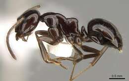 Image of Prolasius depressiceps (Emery 1914)