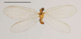 Image of Pseudomallada perpallidus (Tjeder 1966)