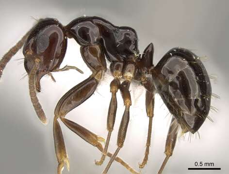 Image of Prolasius flavicornis Clark 1934