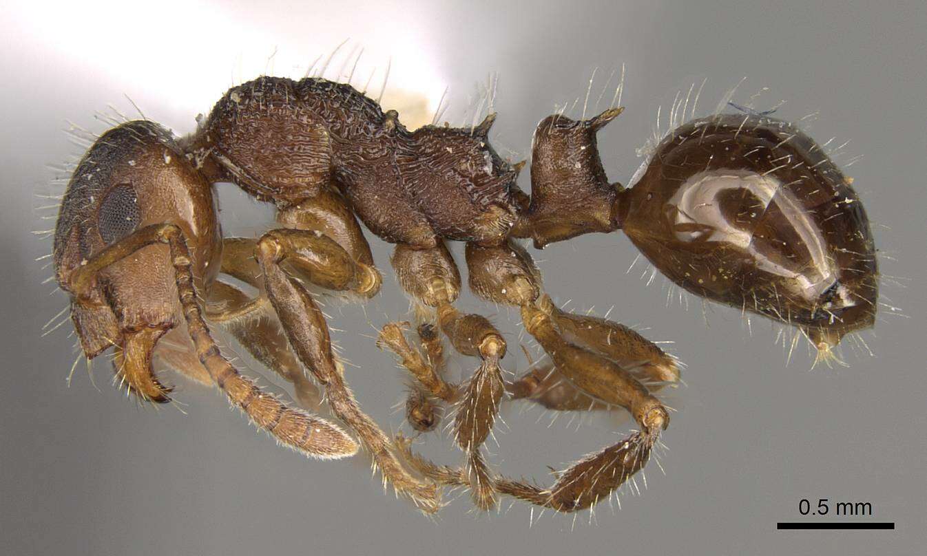 Image of Pseudonotoncus