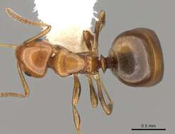 Image of Stigmacros froggatti (Forel 1902)