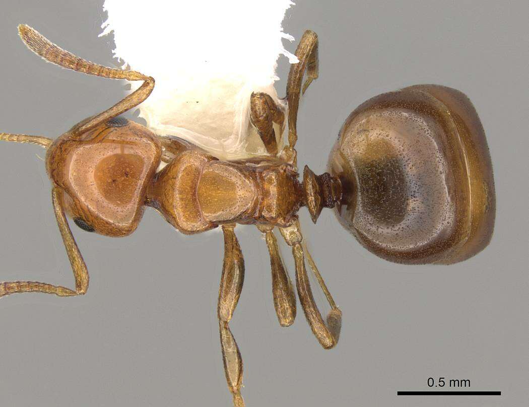 Image of Stigmacros froggatti (Forel 1902)