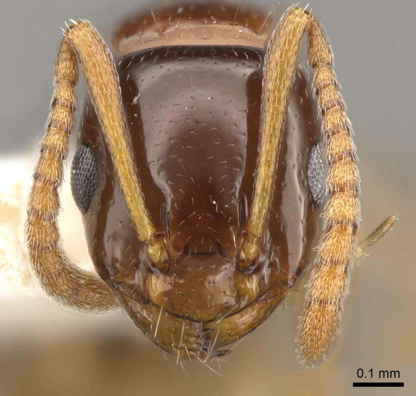 Image of Stigmacros pilosella (Viehmeyer 1925)