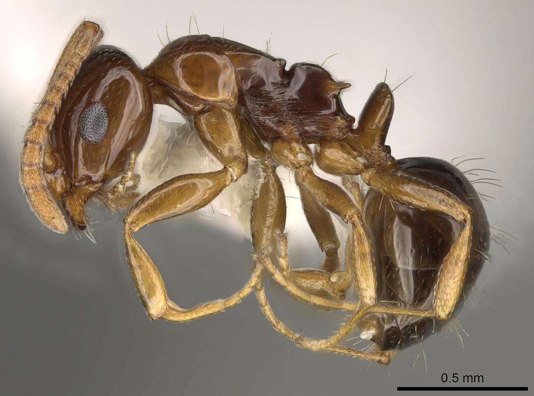 Image of Stigmacros pilosella (Viehmeyer 1925)