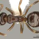 Imagem de Stigmacros aciculata McAreavey 1957