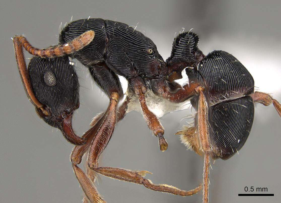 Imagem de Gnamptogenys ammophila Lattke 1990