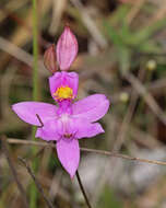 Image of Bearded grass-pink