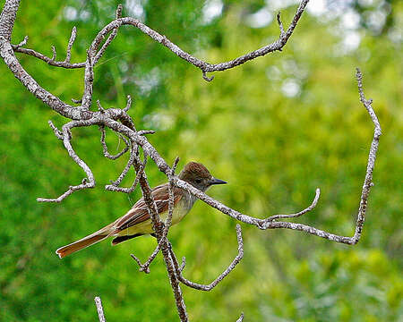 Image of Great Crested Flycatcher