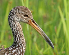 Image of limpkins