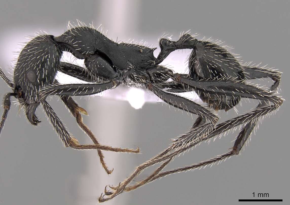 Image of Aphaenogaster senilis Mayr 1853
