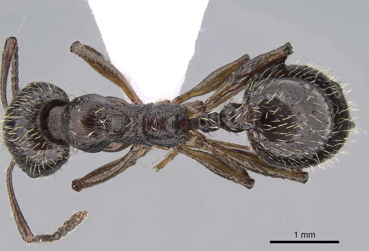 Image of Aphaenogaster epirotes (Emery 1915)