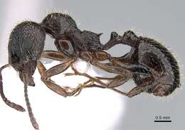 Image of Aphaenogaster epirotes (Emery 1915)